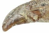 Rooted Fossil Sea Lion (Allodesmus) Tooth - Bakersfield, CA #175182-2